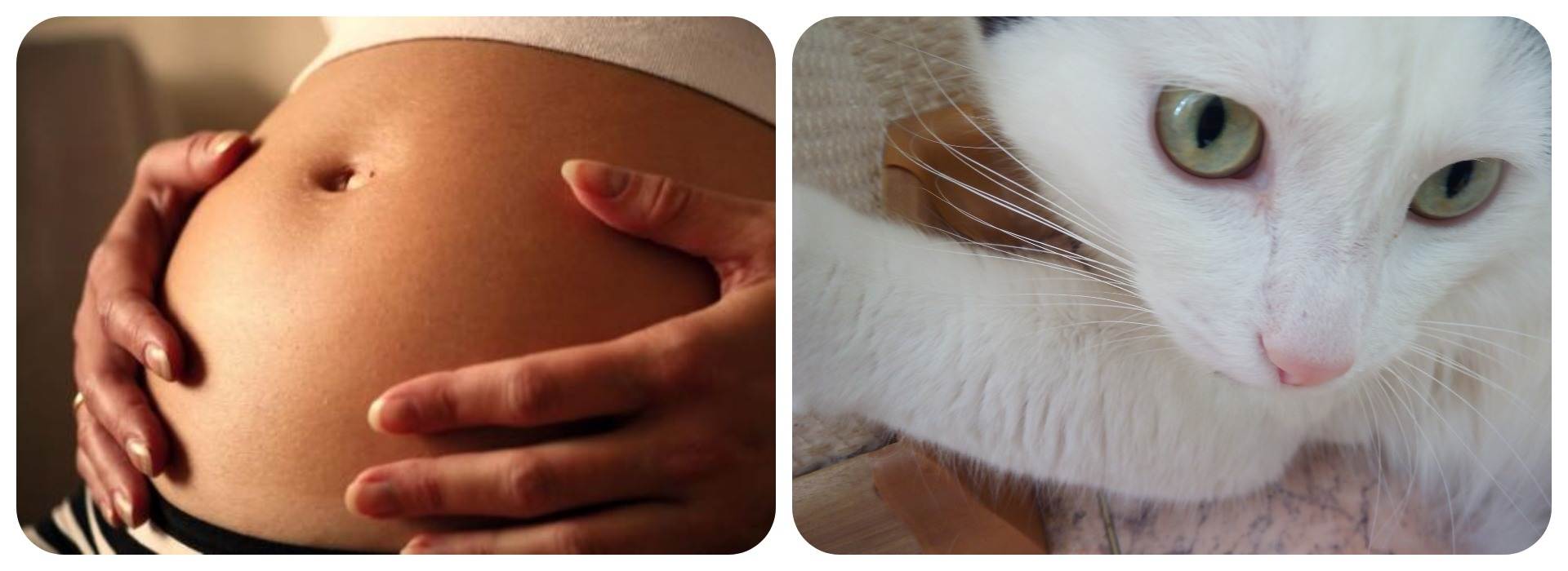 Почему беременным нельзя гладить кошек | контактировать, бить, трогать, примета