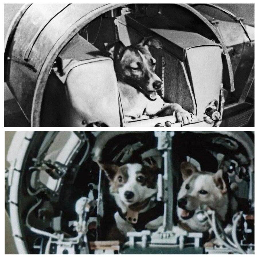 Собаки, побывавшие в космосе