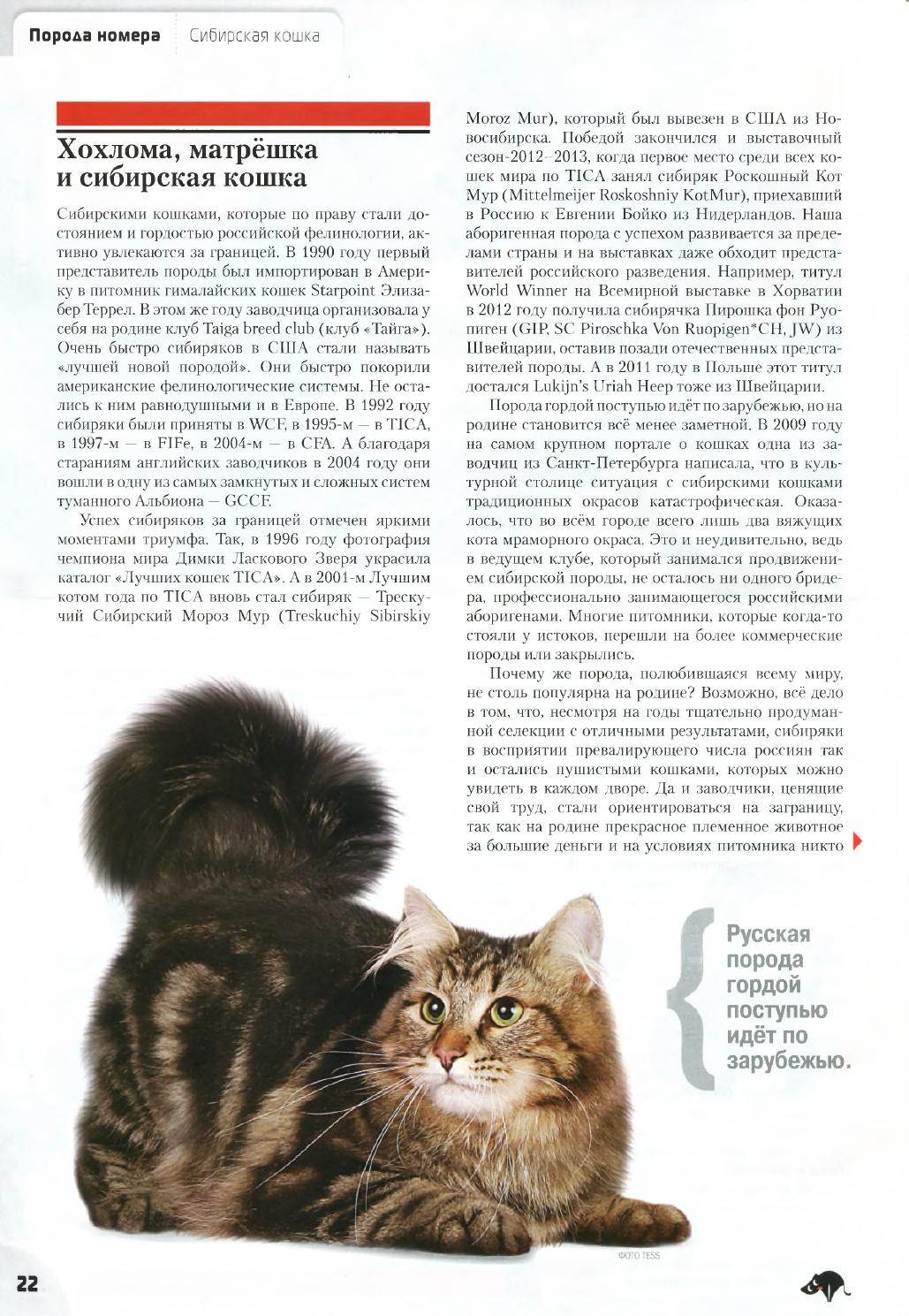 Сибирская кошка: фото, описание породы, содержание, уход, чем кормить | zoosecrets