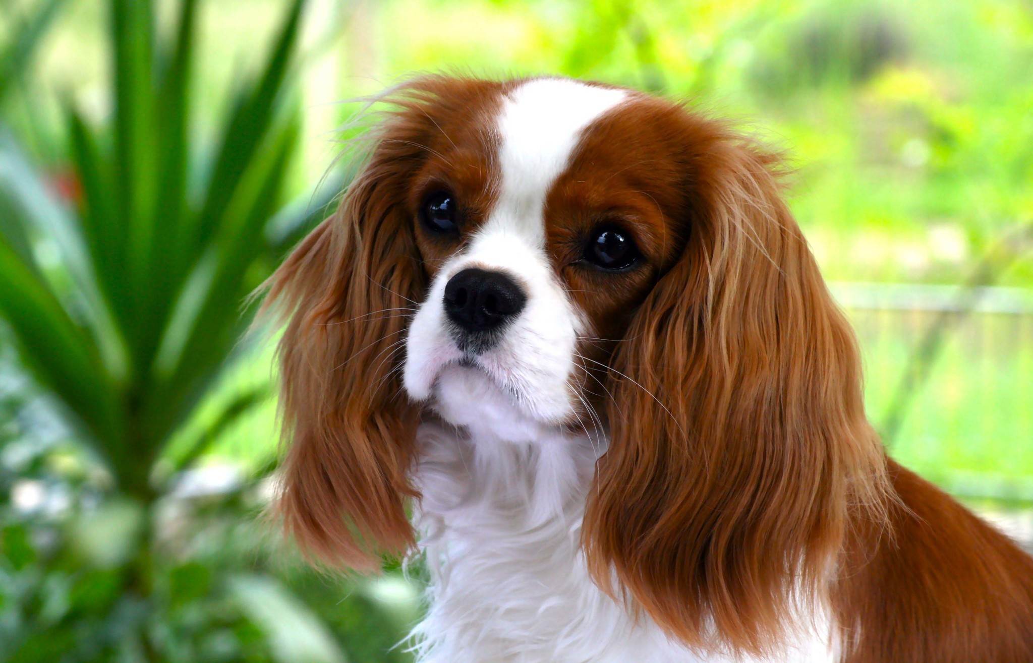 Кавалер кинг чарльз спаниель - 100 фото и обзор основных особенностей собаки