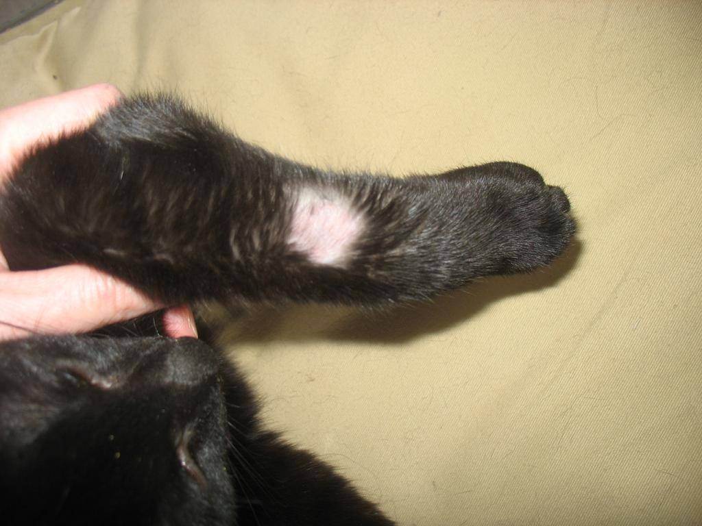 Микроспория у кошек: лечение, симптомы, профилактика