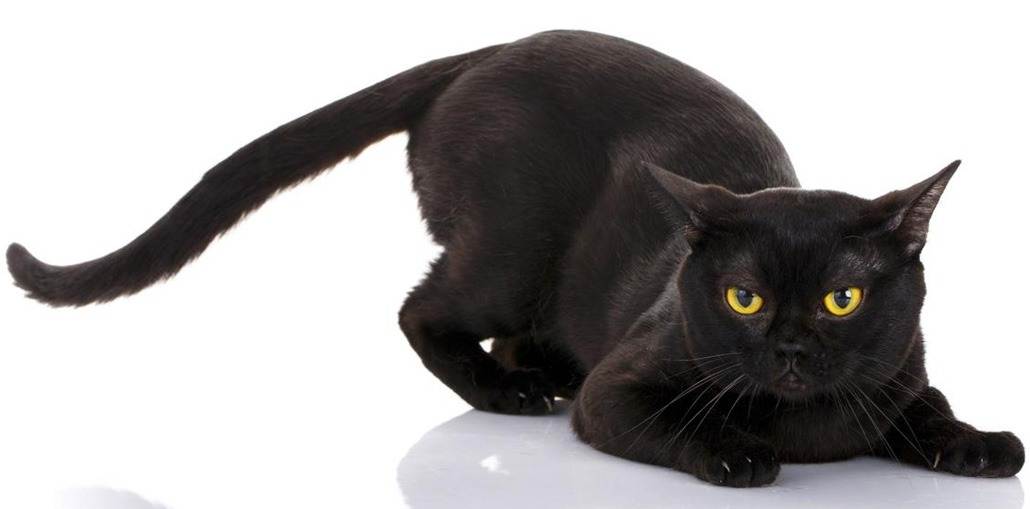Породы черных кошек: лучшие пушистые и гладкошерстные коты черного окраса с желтыми и другими цветами глаз