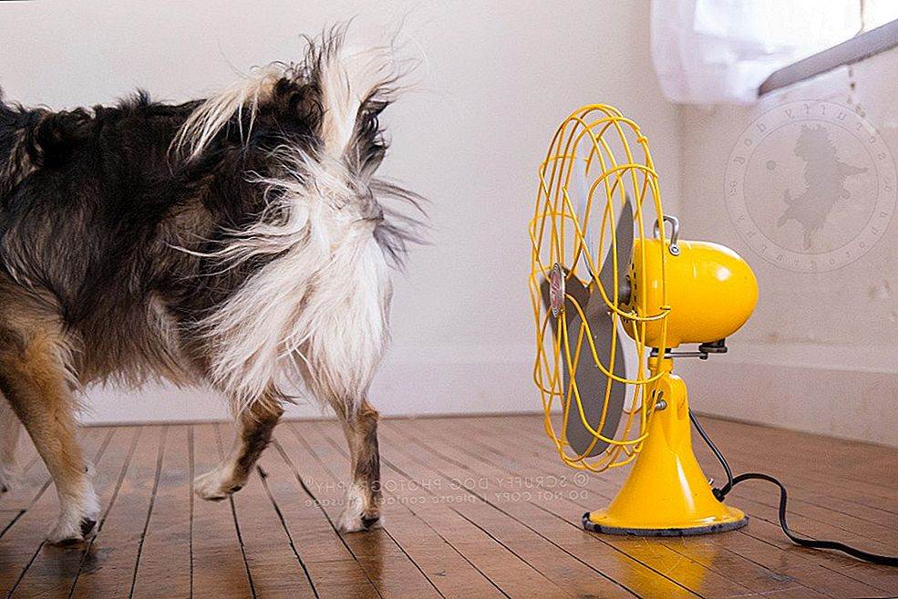 Как защитить собаку в жару дома, на улице и в поездке