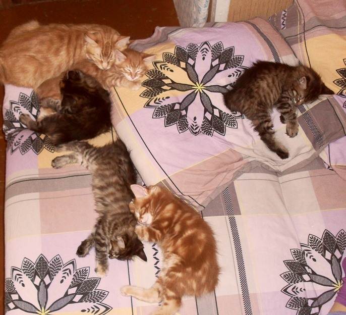 Сколько спят шотландские котята