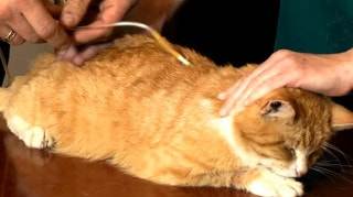 Как сделать укол кошке (в холку, внутримышечно и под кожу): пошаговая инструкция с рекомендациями ветеринара