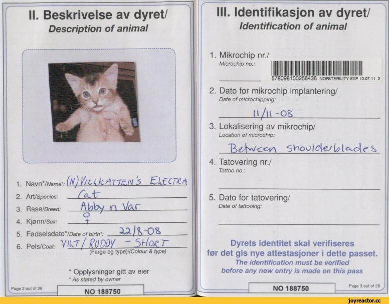 Ветеринарный паспорт для кошки: зачем он нужен и как его оформить