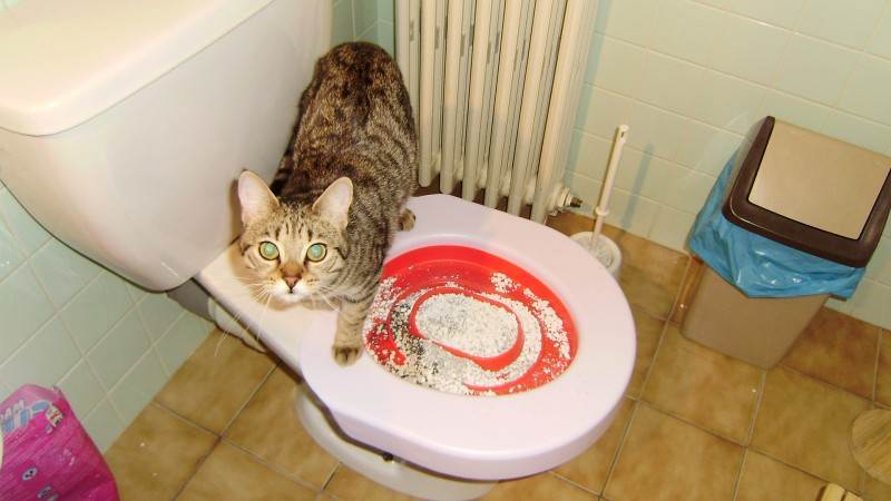 Как часто кот должен ходить в туалет по большому и по-маленькому?