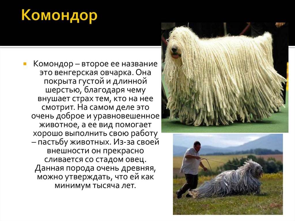 Комондор (венгерская овчарка) — фото собаки, описание породы, характер, особенности содержания