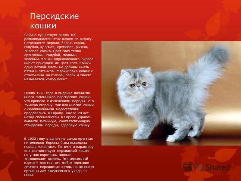 Описание и фото персидской кошки, особенности породы, характер перса и содержание в домашних условиях