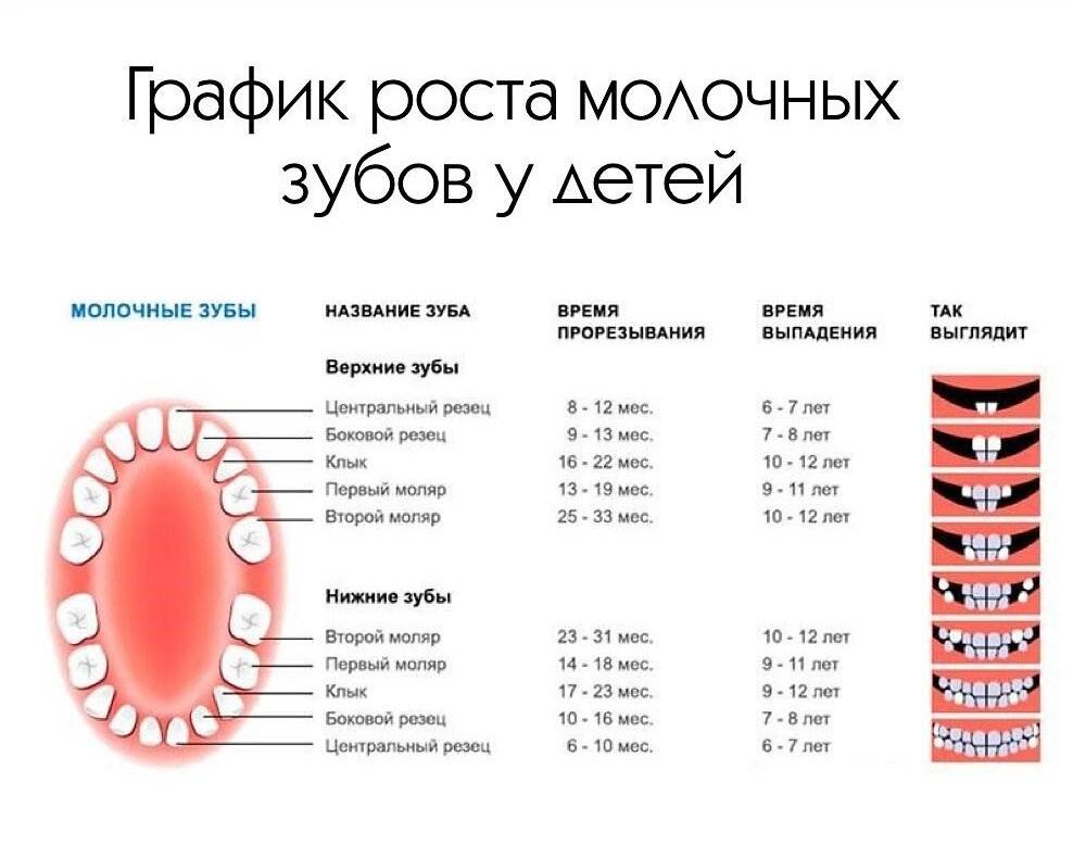 В каком возрасте меняются зубы у детей на коренные схема какие