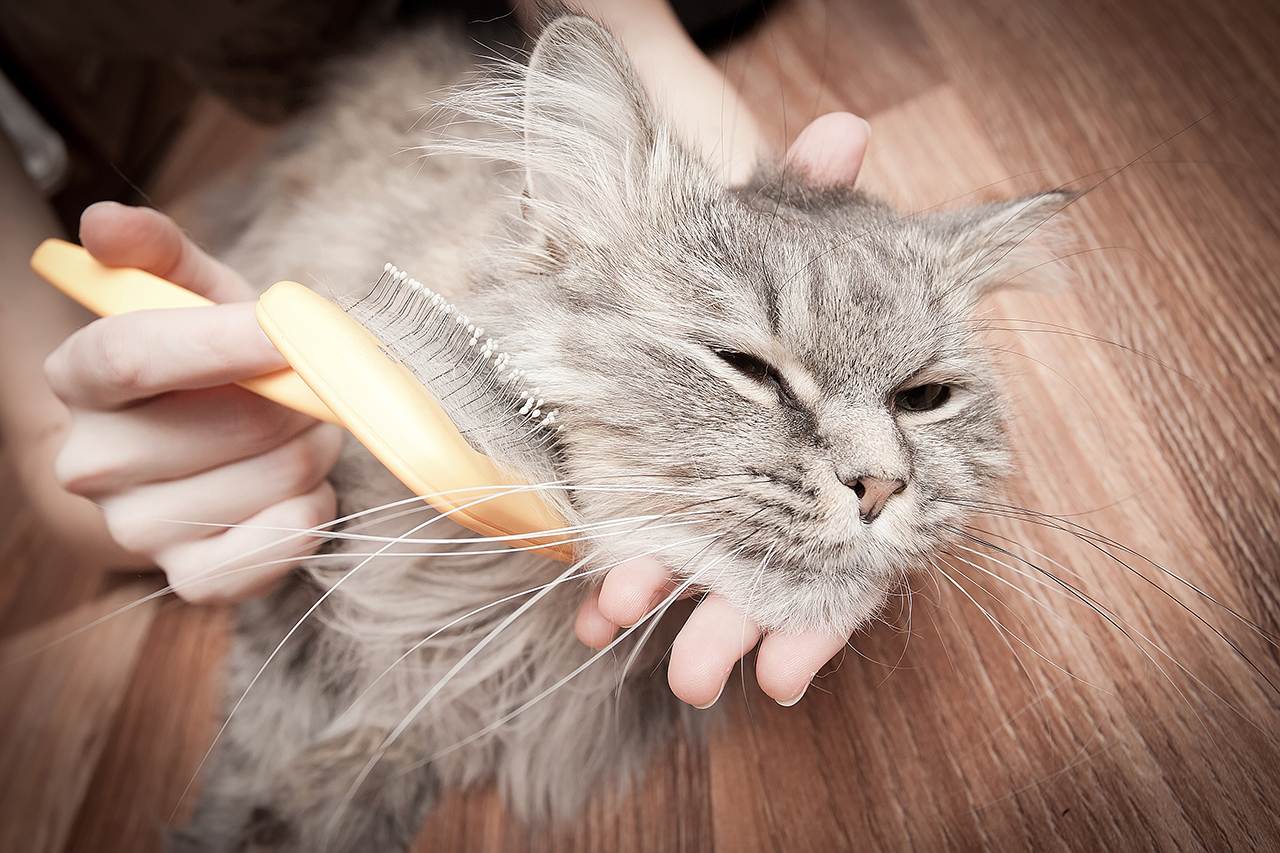 Колтуны у кошки: причины появления, как расчесать или убрать в домашних условиях, обзор инструментов для борьбы со сваленной шерстью у котов