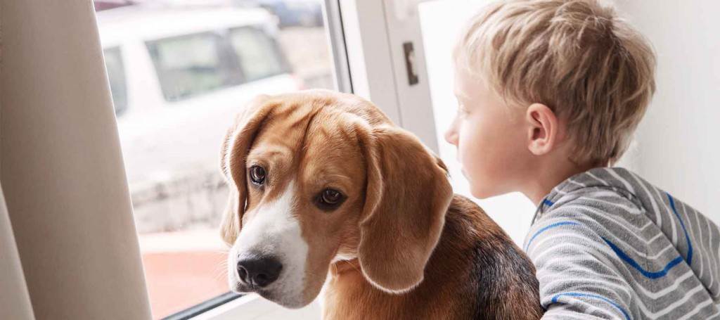 Какую собаку лучше завести в квартире с детьми и кошкой: топ-12 пород и полезные советы