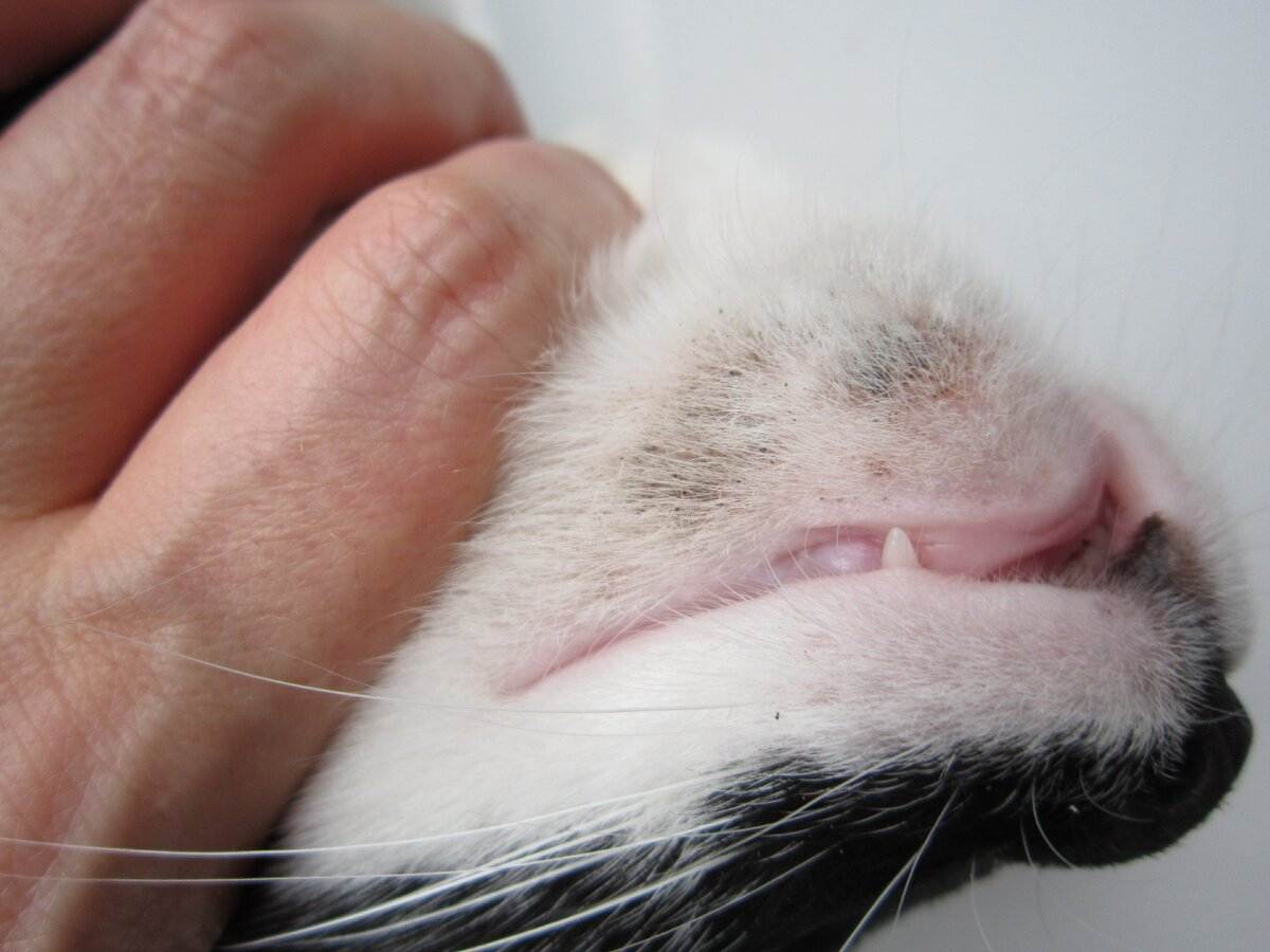 Акне у кошки: на подбородке, как лечить | zoosecrets