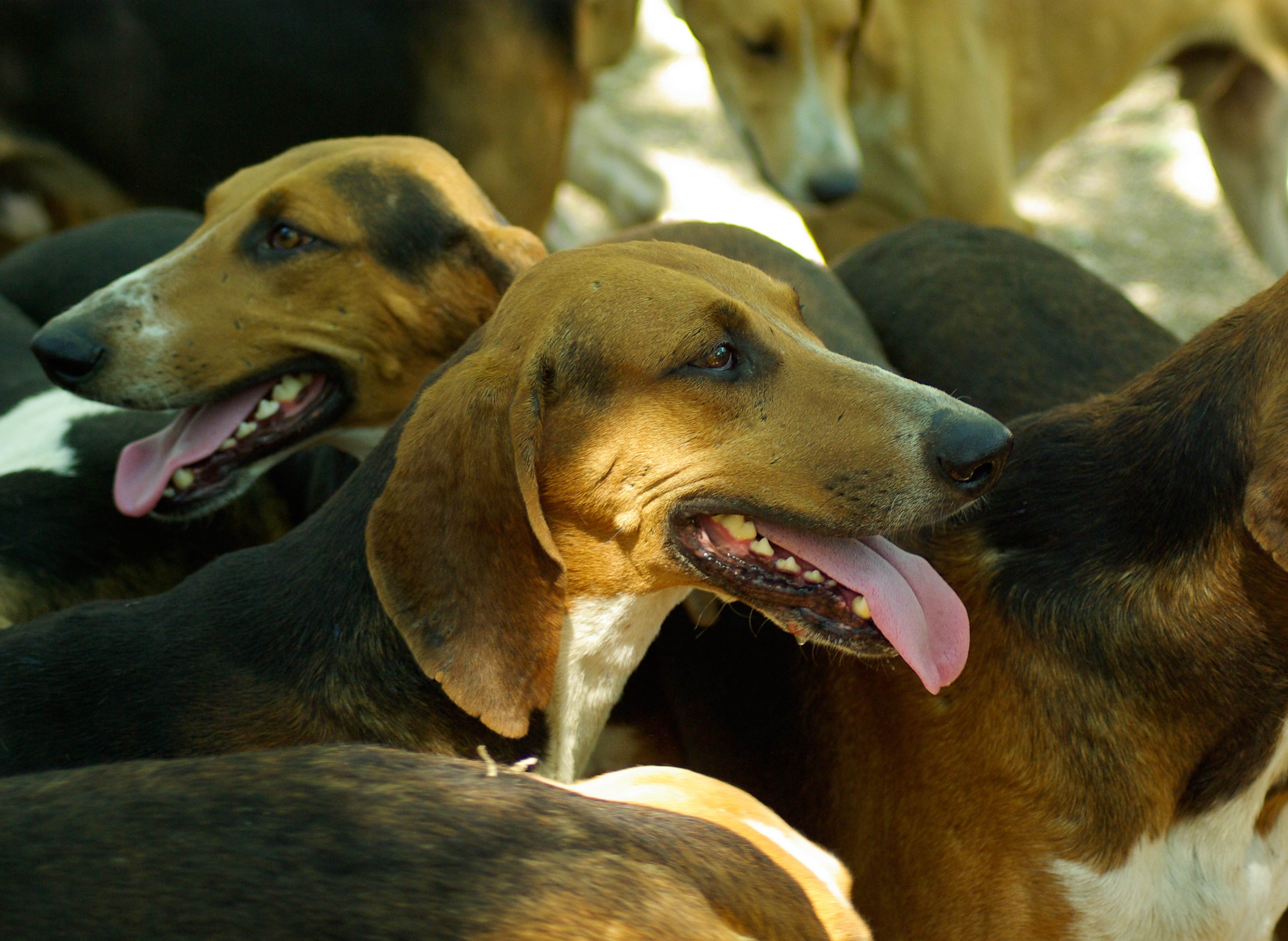 Охотничьи собаки: топ-15 лучших пород с фото и названиями