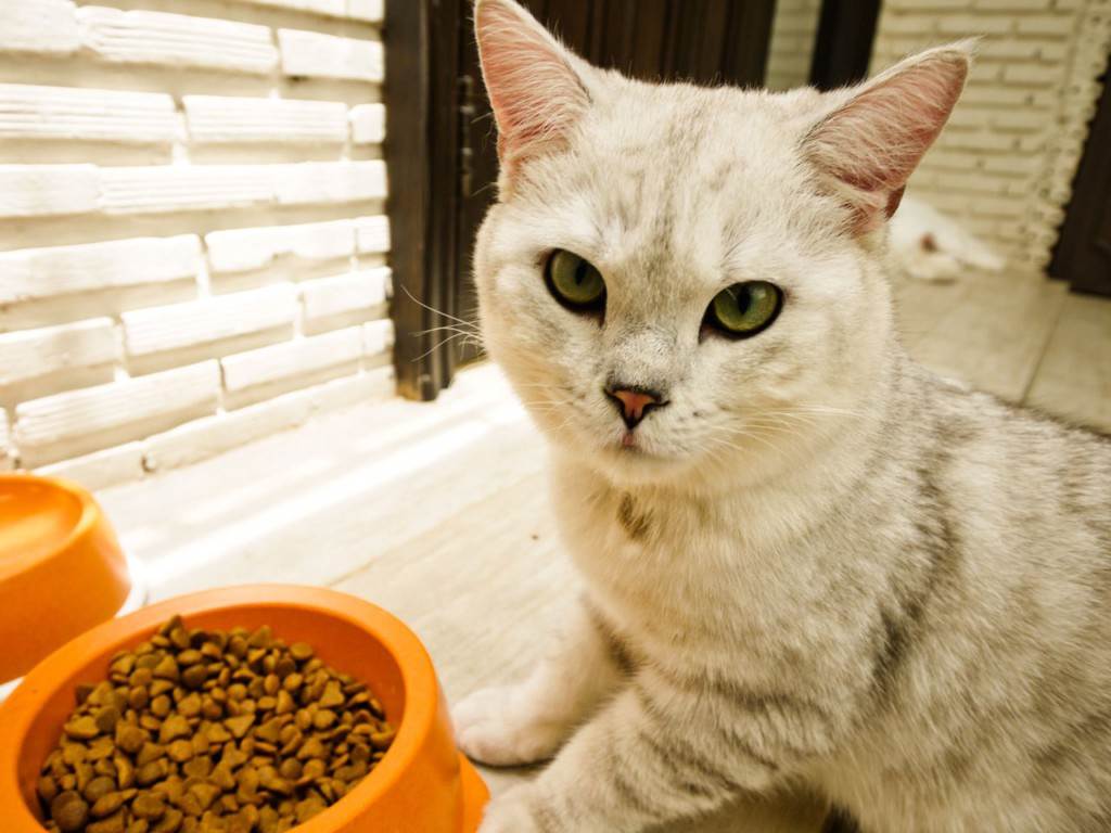 Кот не ест и не пьет: причины состояния, когда нужно бить тревогу | блог ветклиники "беланта"