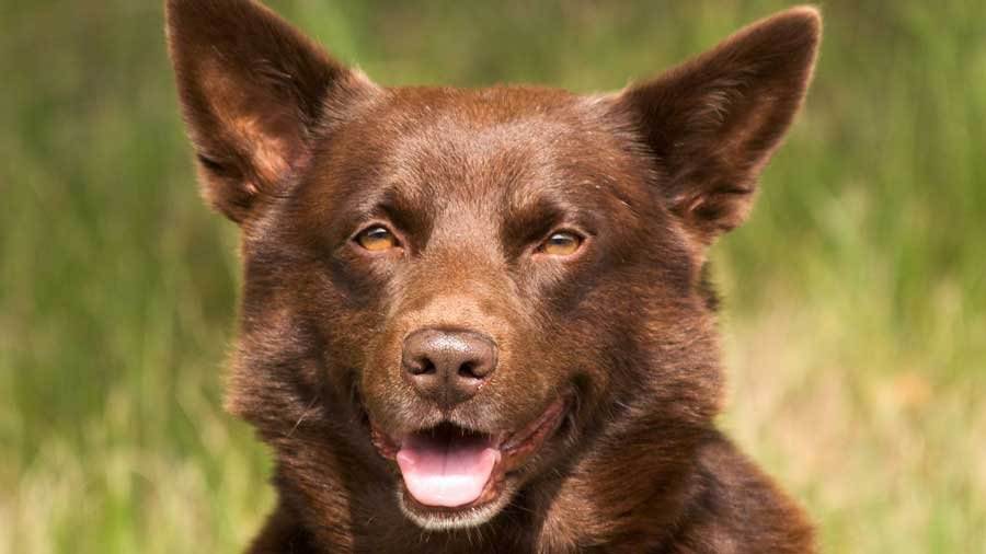 Австралийский келпи: описание породы собак