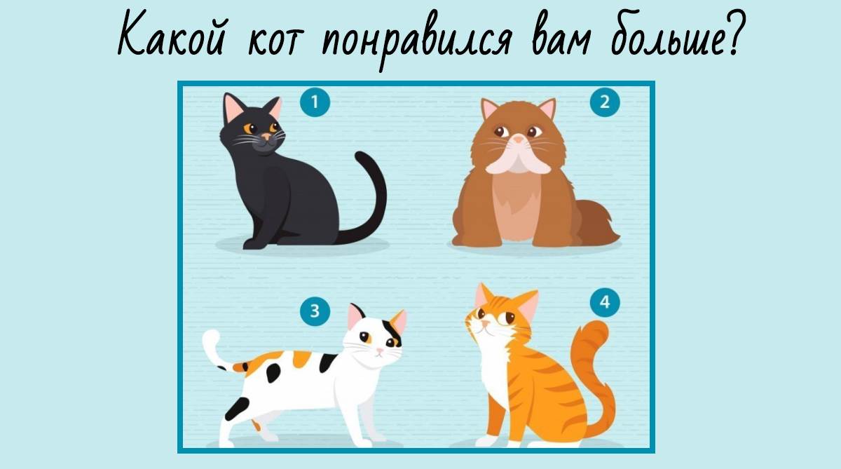 Выбор кошки или кота: как выбрать