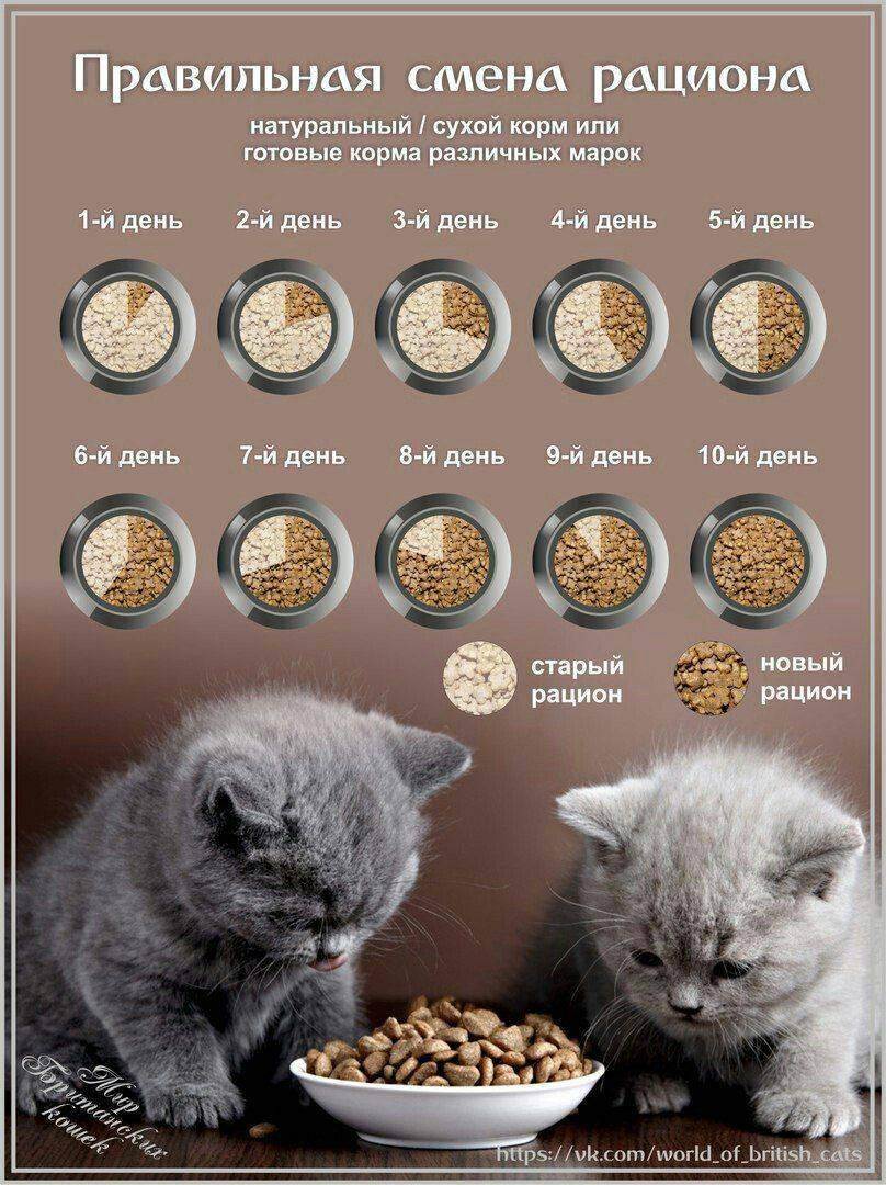 Чем кормить котенка в 2 месяца?