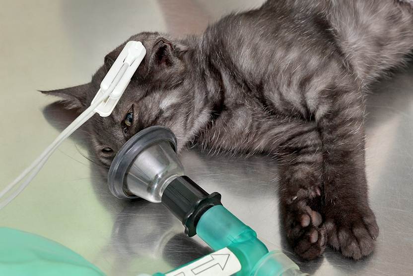 Кастрация кота – когда нужно делать операцию, ее плюсы и минусы, советы ветеринара по подготовке к процедуре