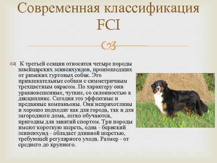 Бернский зенненхунд - порода собак - информация и особенностях | хиллс