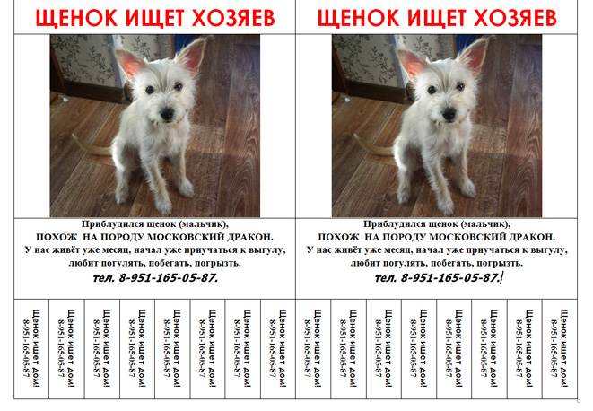 Русский гончий собака: внешний вид, характер, воспитание, охота, цена