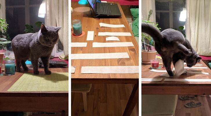 Как отучить кота лазить на стол: советы и эффективные способы