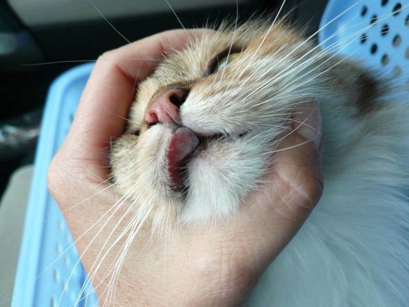 Болезни полости рта у кошек