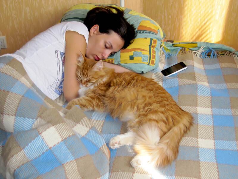 Почему кошки так долго спят? – земля - хроники жизни