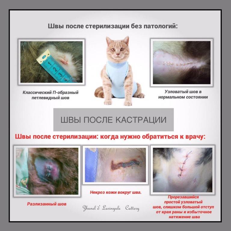 Все о стерилизации кошек: нужно ли проводить операцию, подготовка и этапы процедуры, уход за животным в постоперационный период