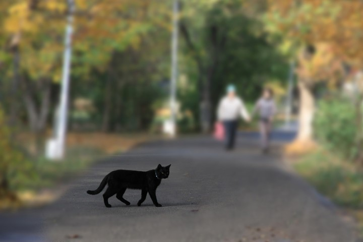 Что делать, если перебежала дорогу черная кошка
