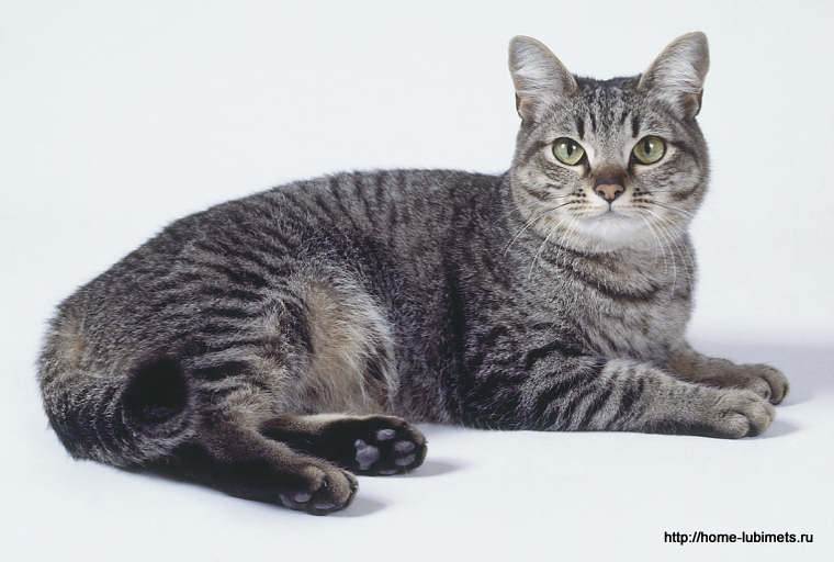 Азиатская табби кошка родом из великобритании: фото, характер, отзывы, описание породы, содержание и уход