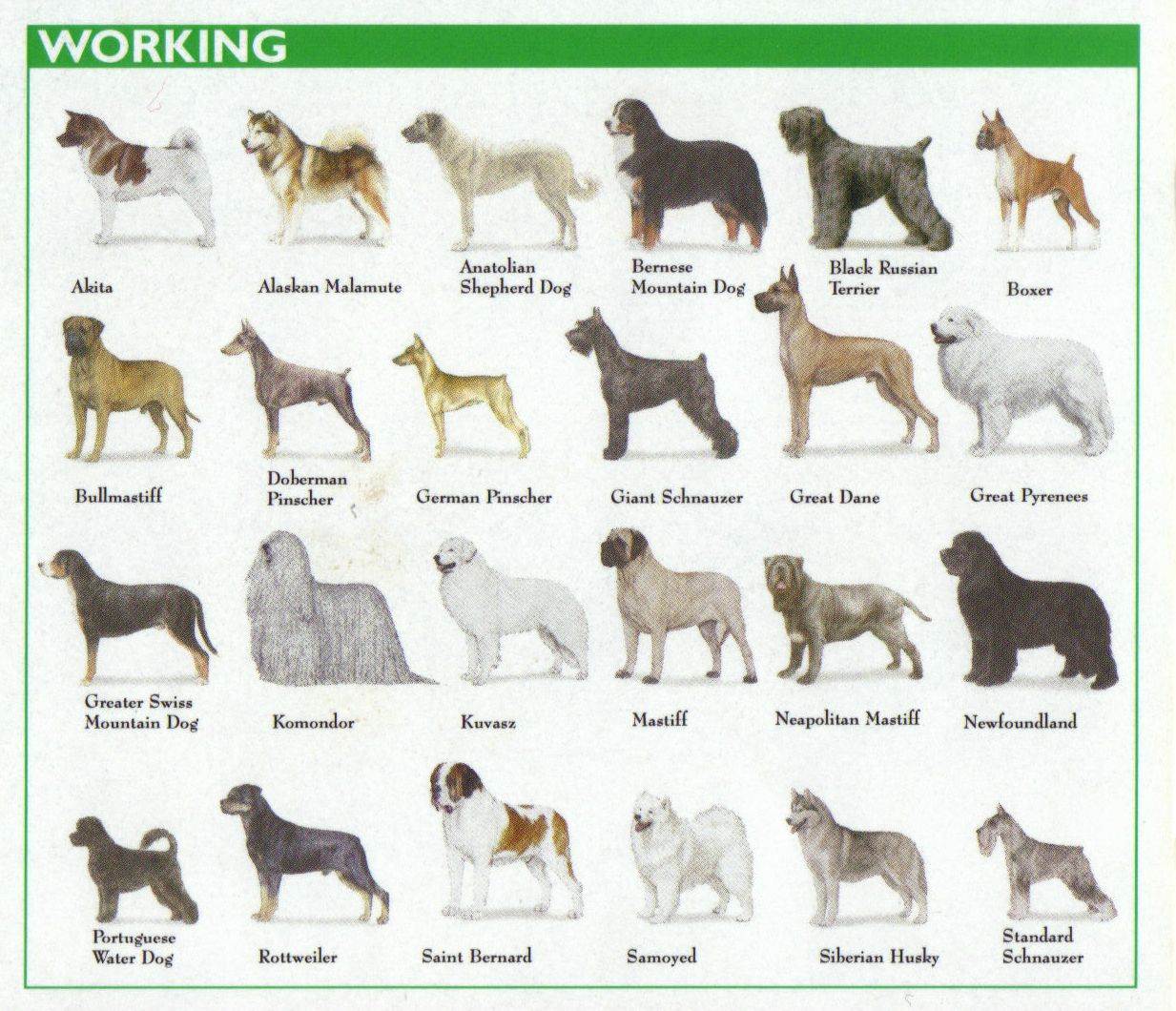 Краткий обзор пород собак средних размеров, описание с фотографиями и названиями этих пород