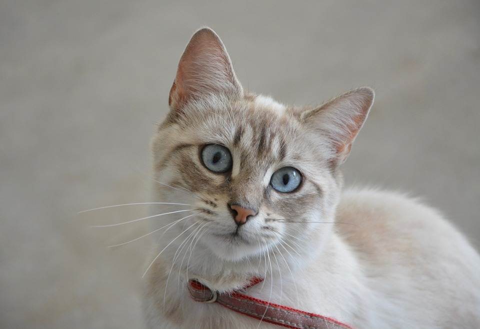 Охос азулес кошка характеристика породы, фото, характер, правила ухода и содержания - petstory
