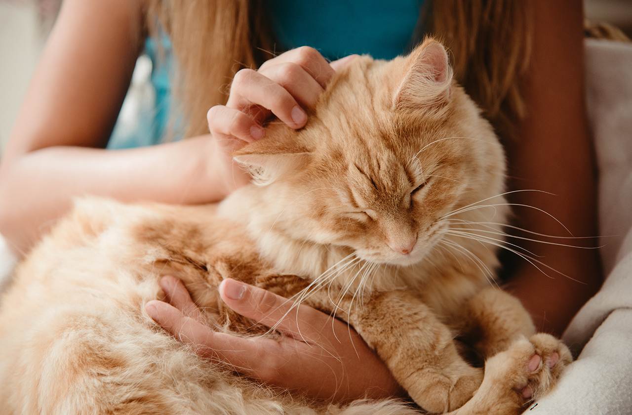 11 удивительных фактов из жизни кошек