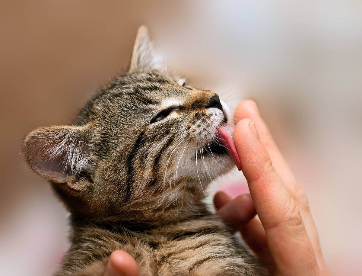 Почему кошки топчут вас лапками