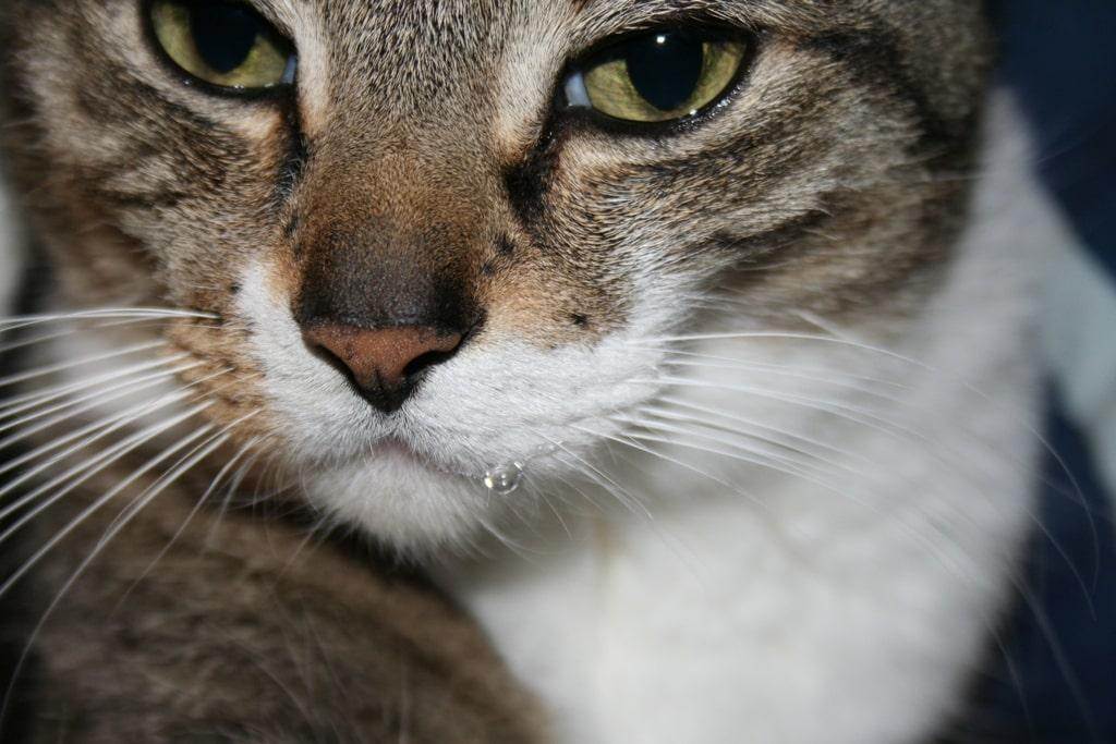 13 причин, из-за которых у кошки текут слюни