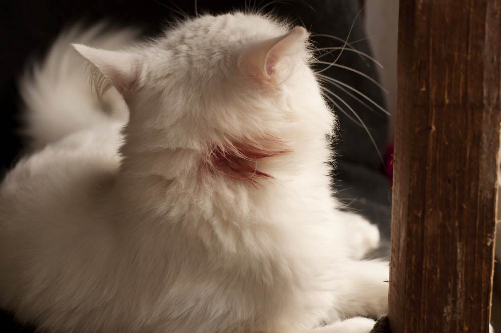Болячки с запахом у кошки
