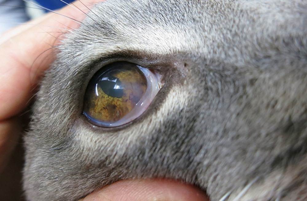 Болезни глаз у кошек: список, фото симптомов, причины и правильная диагностика заболевания