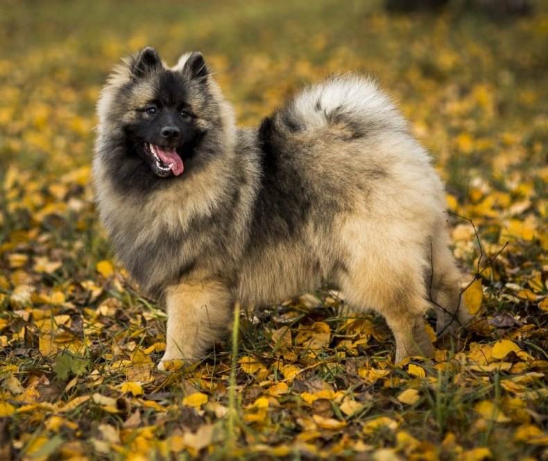 Кеесхонд (вольфшпиц) — порода собаки
