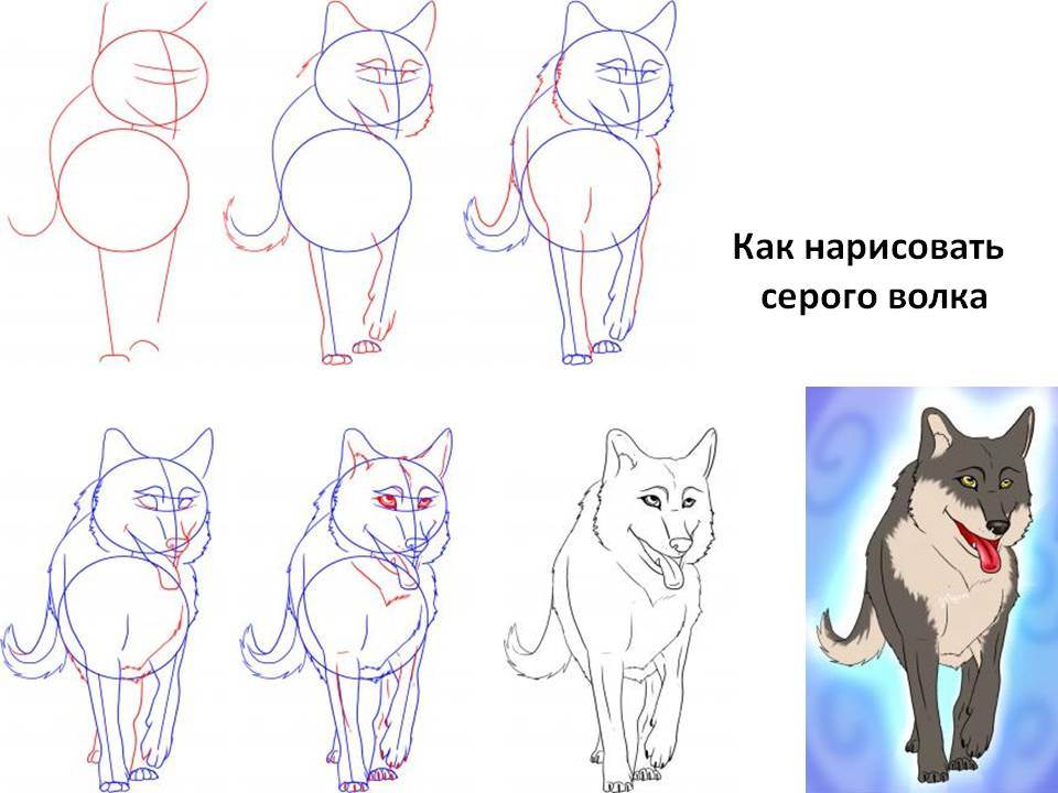 Изображения котов для срисовки, копирования. более 100 картинок!