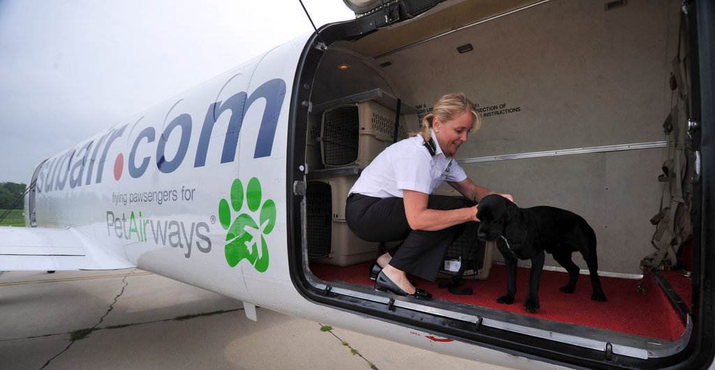 Перевозка собак в самолете: как выбрать переноску, правила провоза за границу, необходимые документы