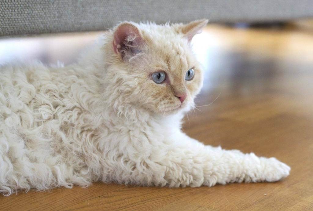 Лаперм- кудрявые кошки: описание породы- подробности ухода +видео и фото
