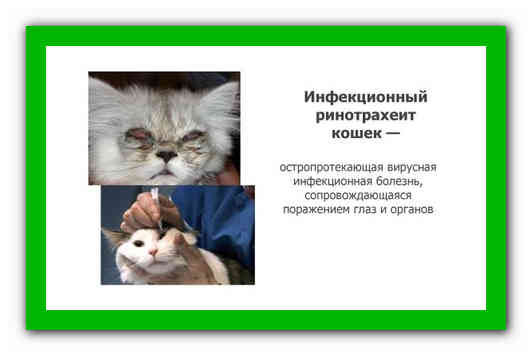 Ринотрахеит у кошек: способы заражения, лечение и профилактика | блог ветклиники "беланта"