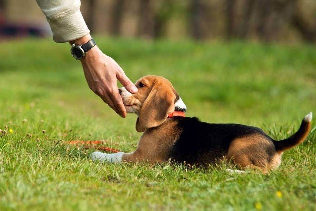 Узнаем как приучить собаку к поводку и ошейнику — советы для любого возраста