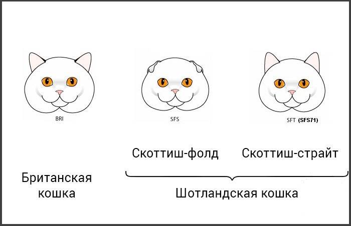 Как определить пол котенка: проверенные методы, как отличить кошку от кота