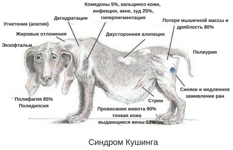 Синдром кушинга у собак