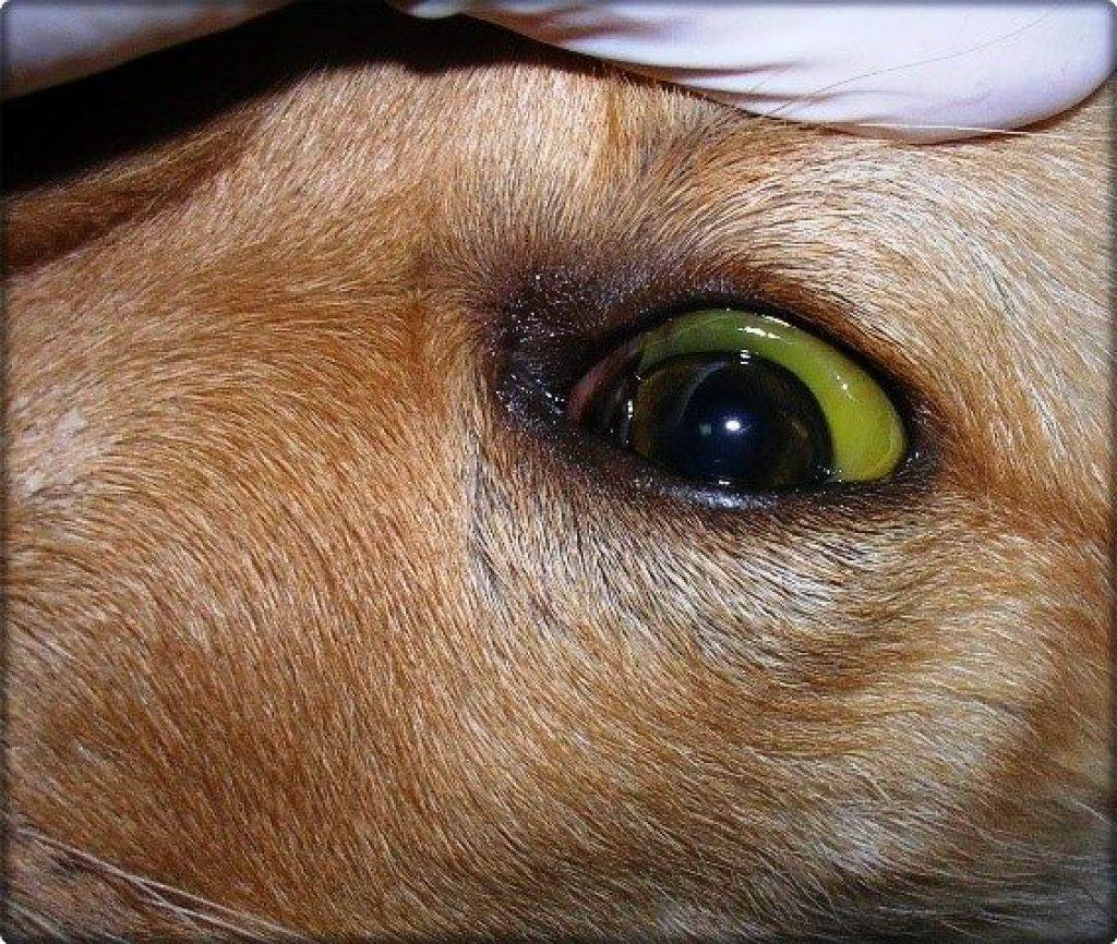 Лептоспироз у собак: симптомы и лечение, что делать, осложнения