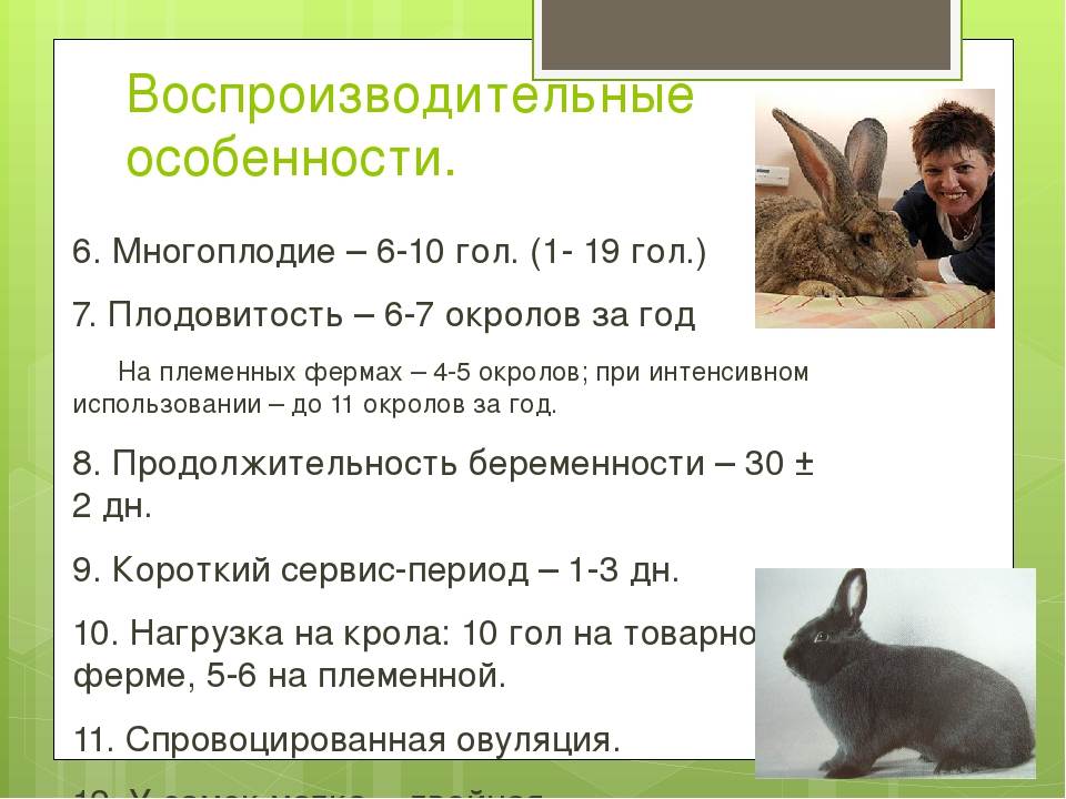 Декоративные кролики сколько живут. как долго живут декоративные кролики | дачная жизнь