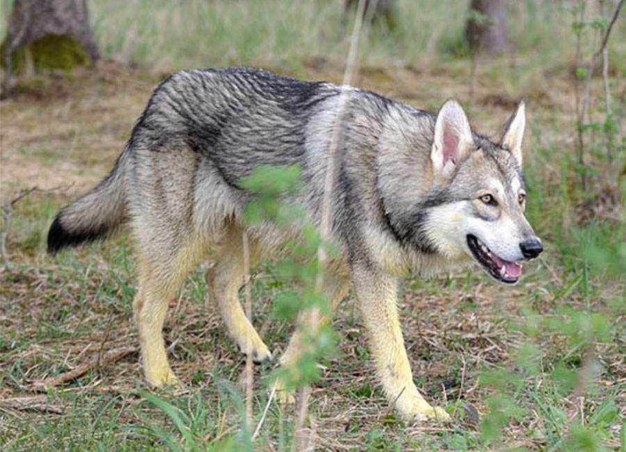 Сарлосская волчья собака: как ужиться двум врагам в одной породе? | животные | школажизни.ру