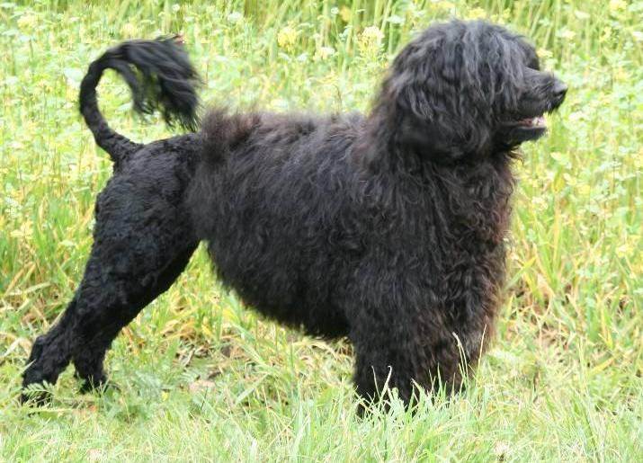 Португальская водяная собака кан-диагуа: описание, фото, характер, уход